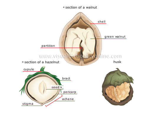 dry fruits [3]