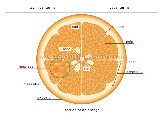 fleshy fruit: citrus fruit