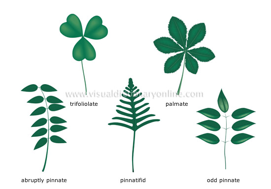 compound leaves