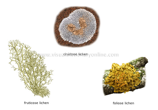 examples of lichens