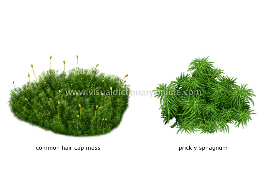 examples of mosses