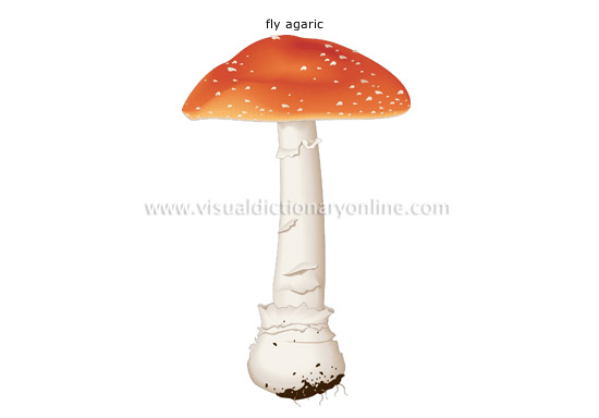 poisonous mushroom