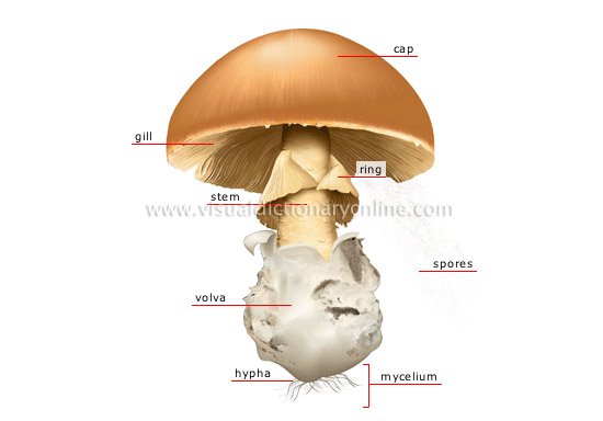 structure of a mushroom