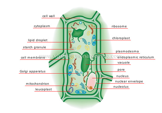 plant cell