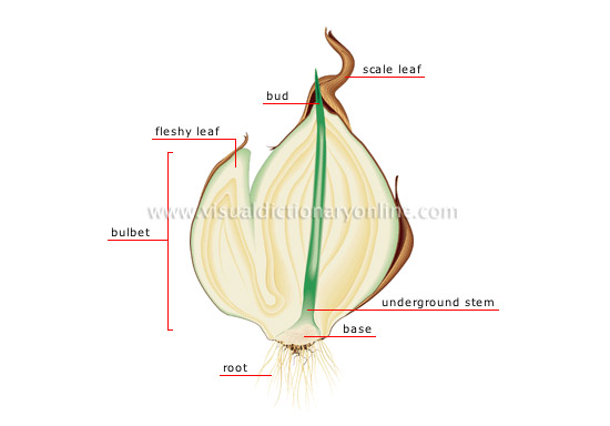 section of a bulb