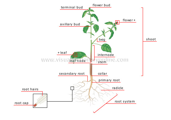 structure of a plant