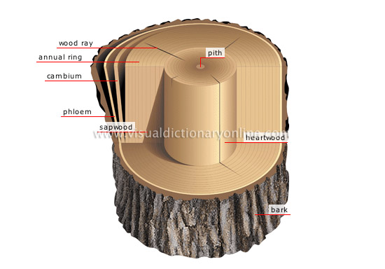 cross section of a trunk