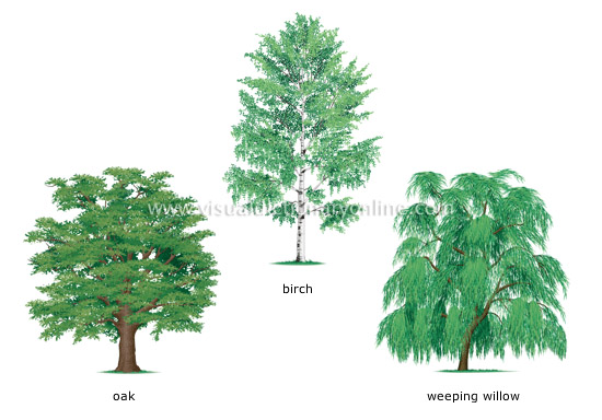 examples of broadleaved trees [1]